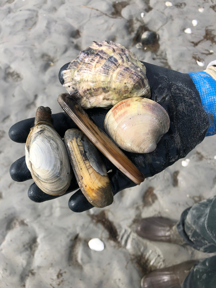 View All Barnstable Shellfish Barnstable Shellfish Farmers Market