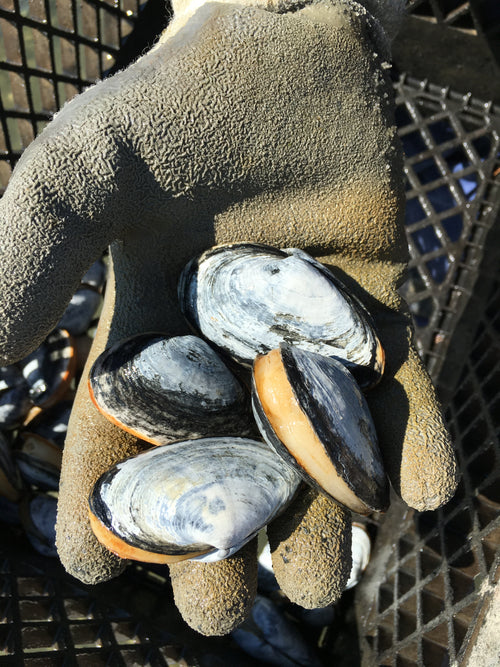 Introducing the Barnstable Shellfish Farmer's Market